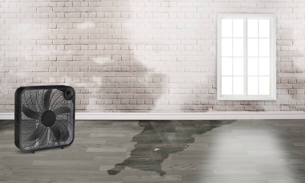 Best Basement water damage restoration  in Rosaryville, MD